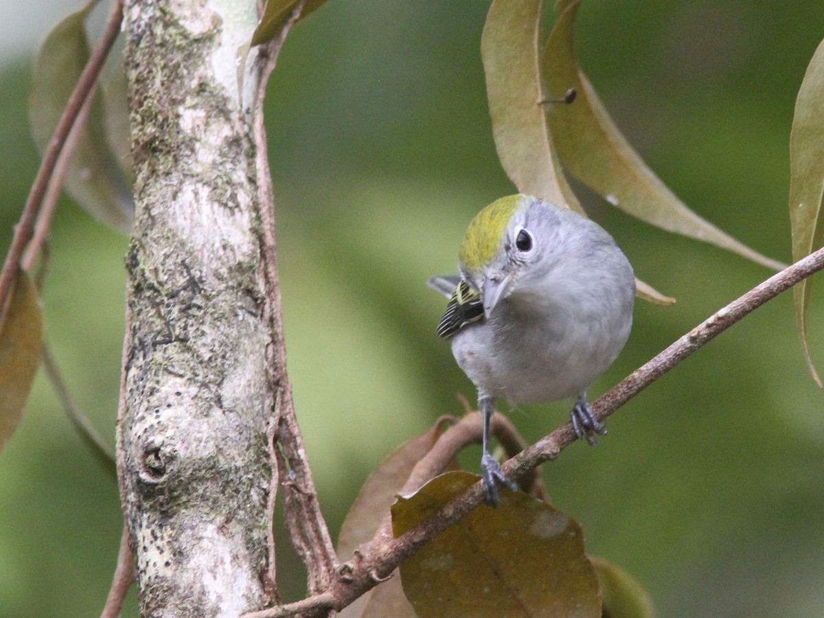 Chestnut-sided Warbler - Larry Therrien