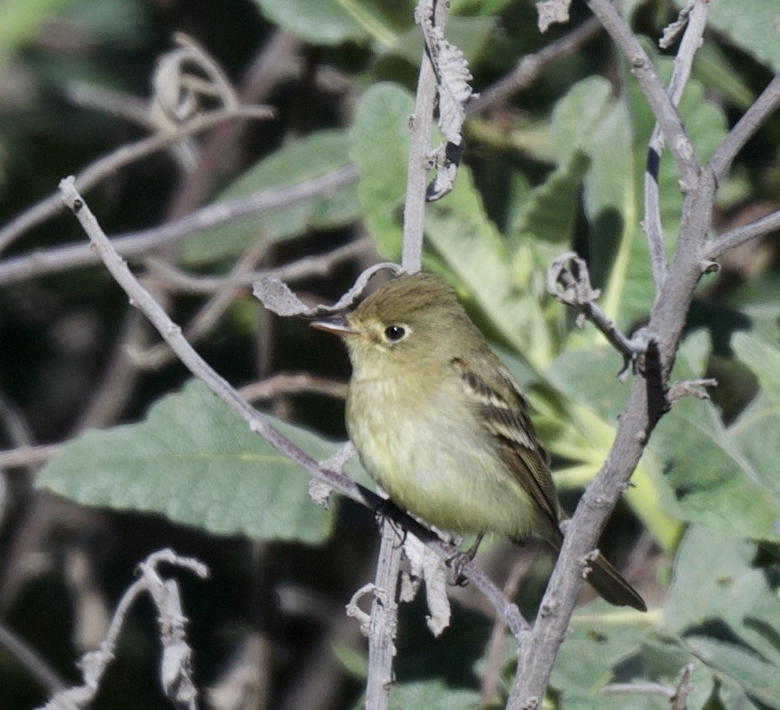 Western Flycatcher (Pacific-slope) - ML438668801