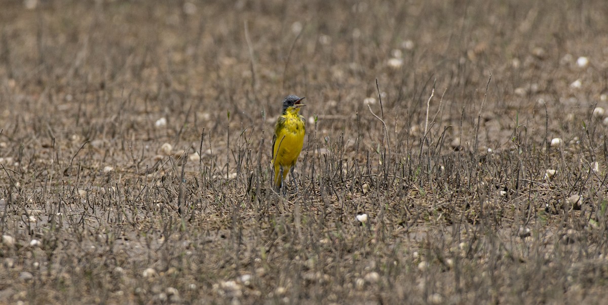 Western Yellow Wagtail - Subrata Kool