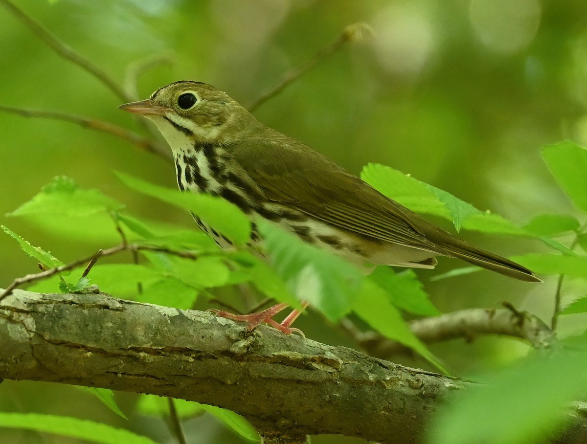 Ovenbird - ML438673191