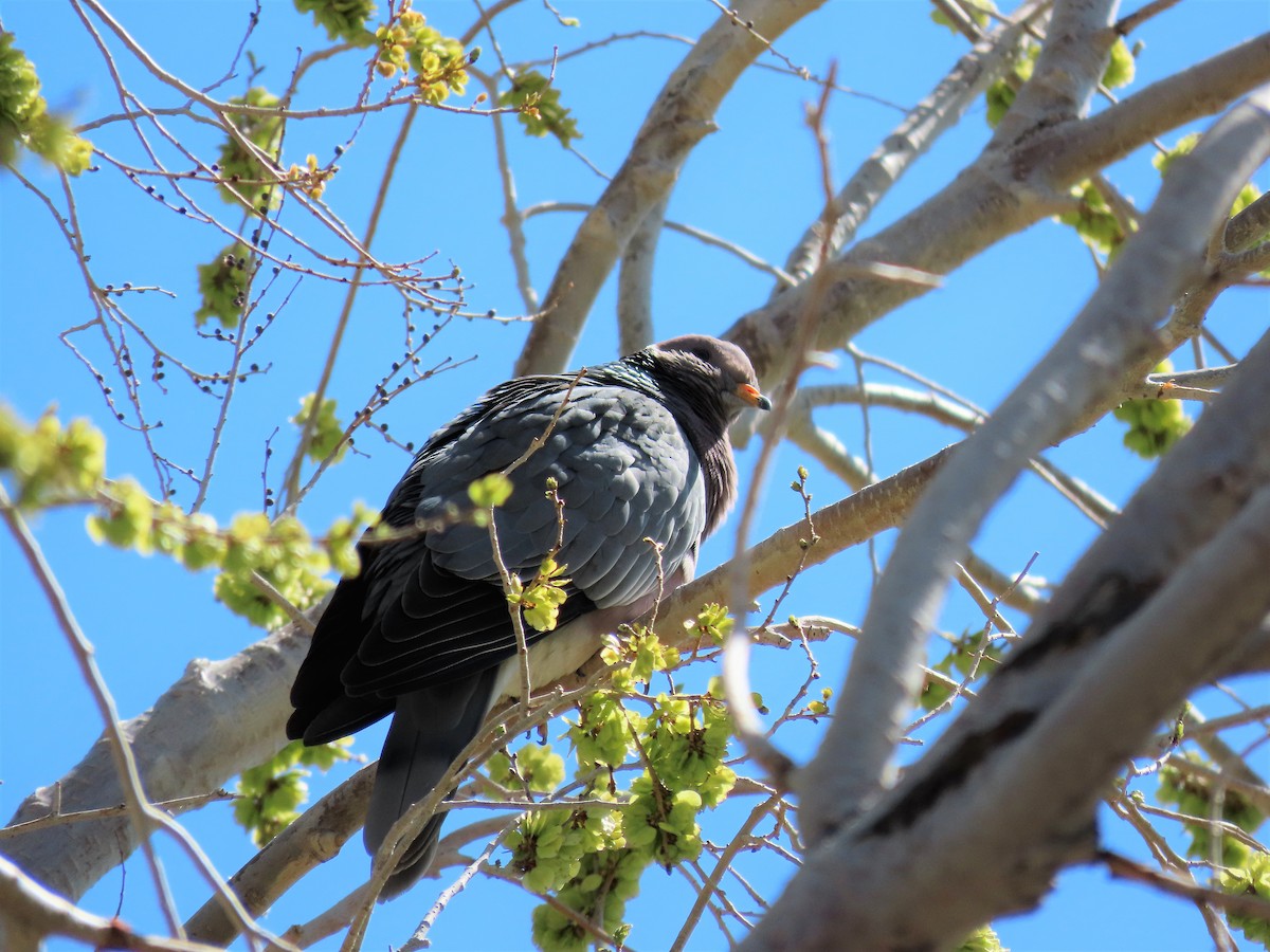Band-tailed Pigeon - ML438675871