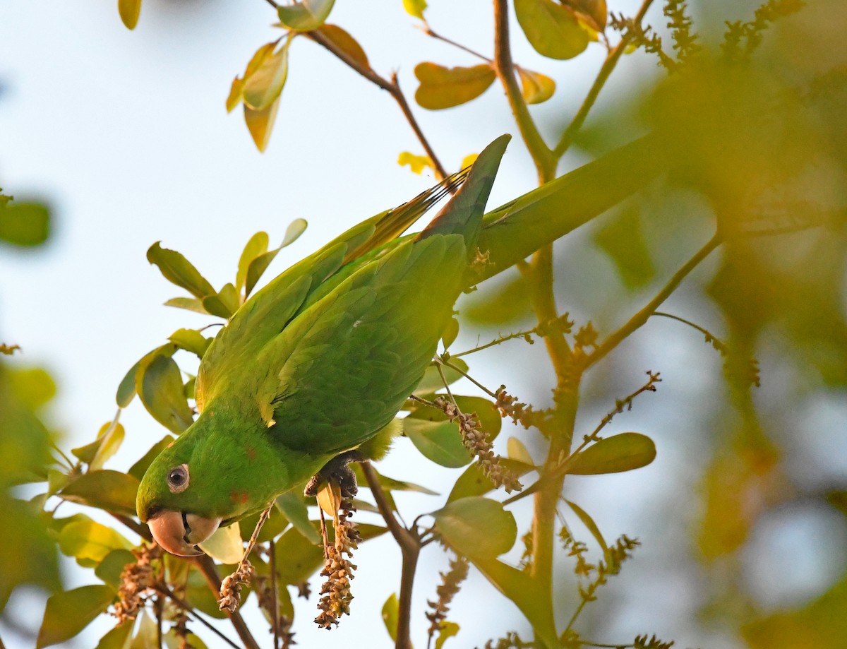 メジロメキシコインコ - ML438676081