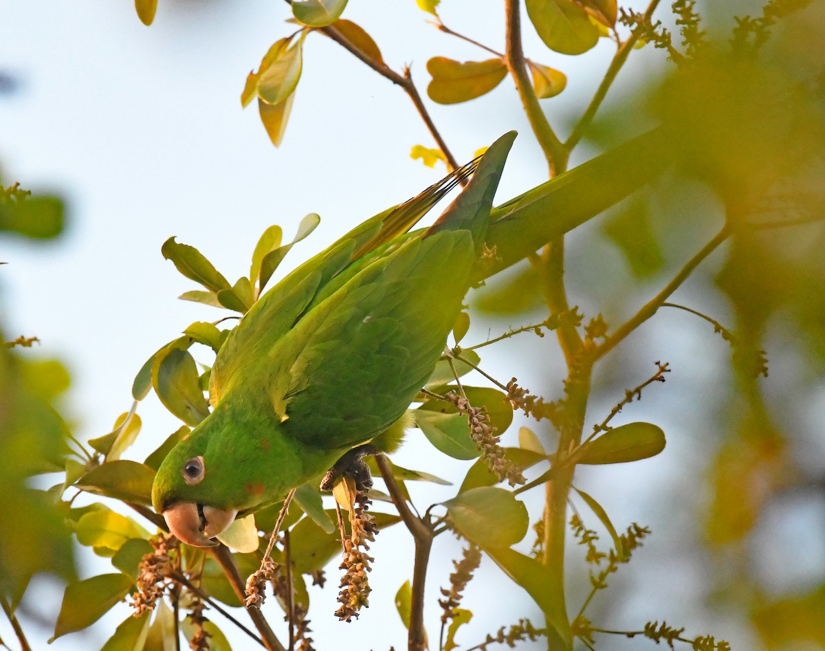 White-eyed Parakeet - Richard Taylor