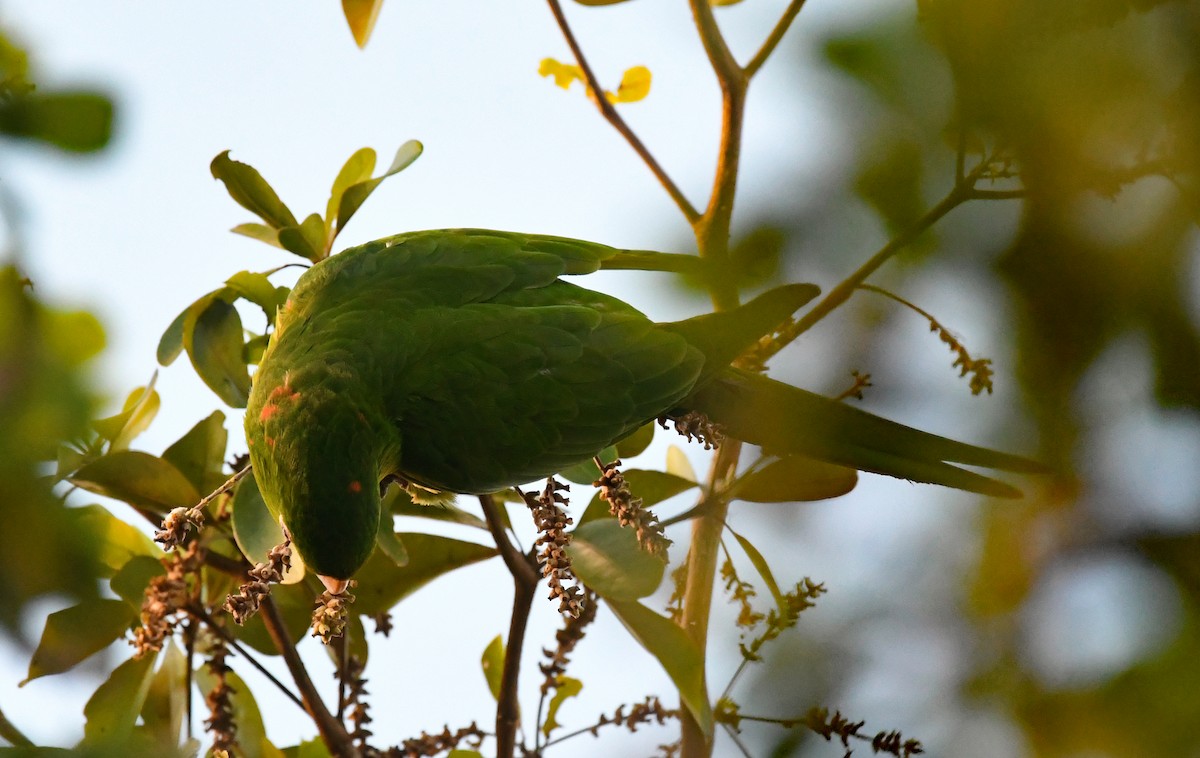 メジロメキシコインコ - ML438676101