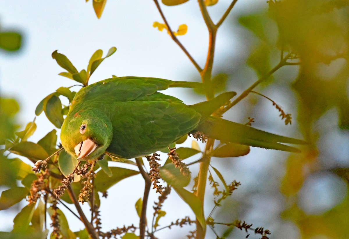 メジロメキシコインコ - ML438676121