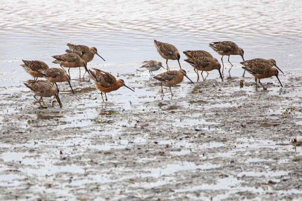 Long-billed Dowitcher - ML438677711