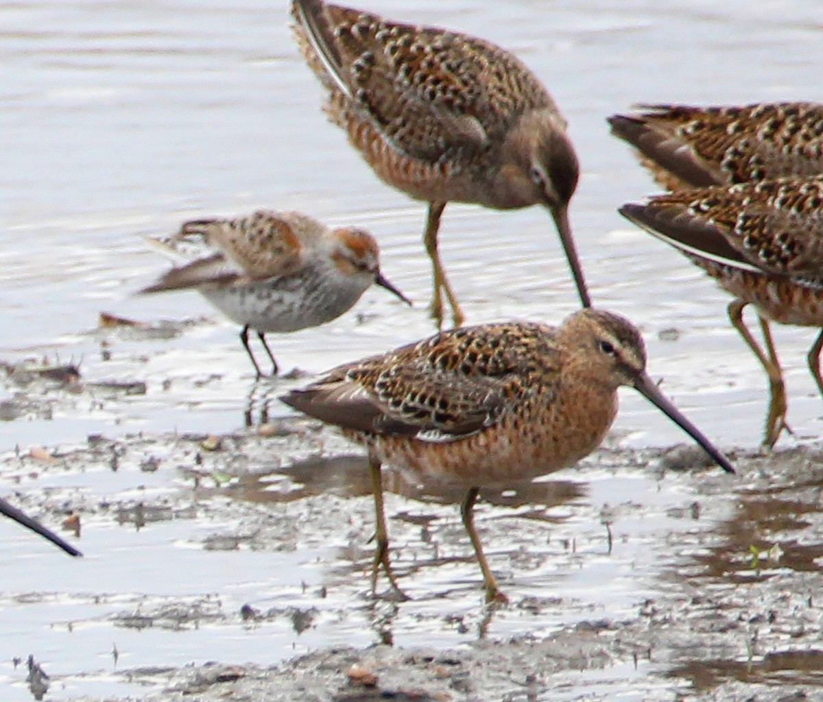 beringsnipe - ML438678531