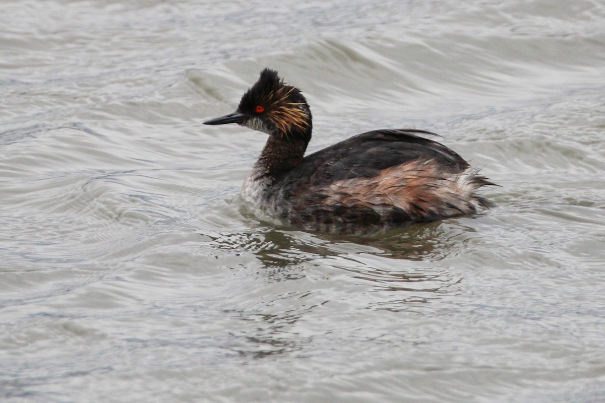 Eared Grebe - Alex George