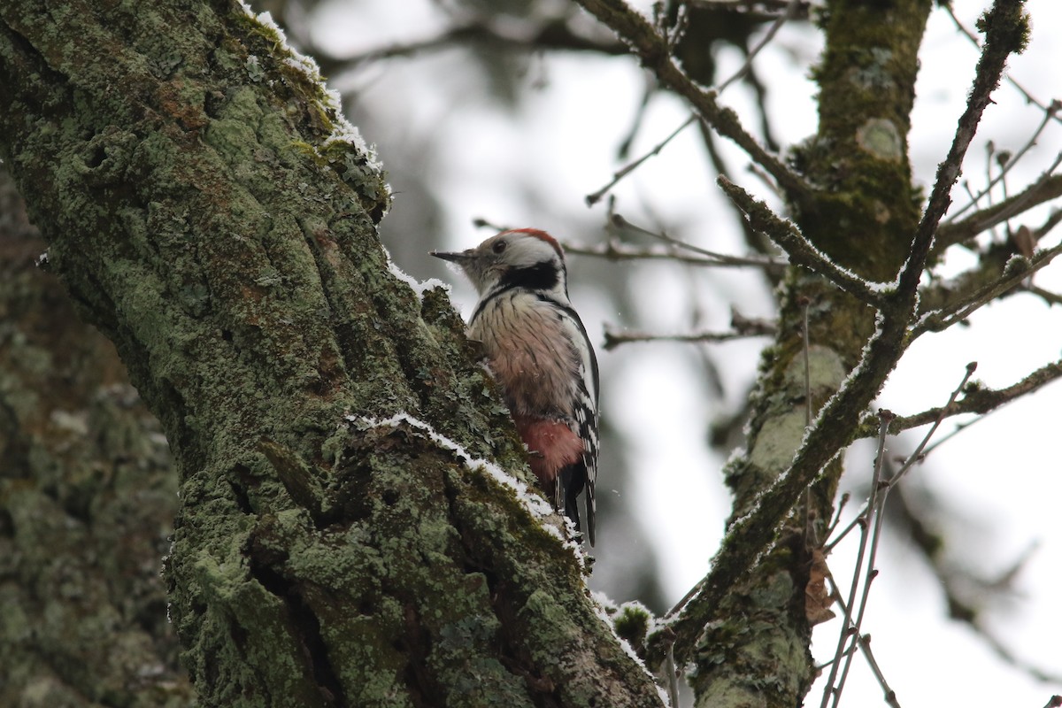 Middle Spotted Woodpecker - ML43868201
