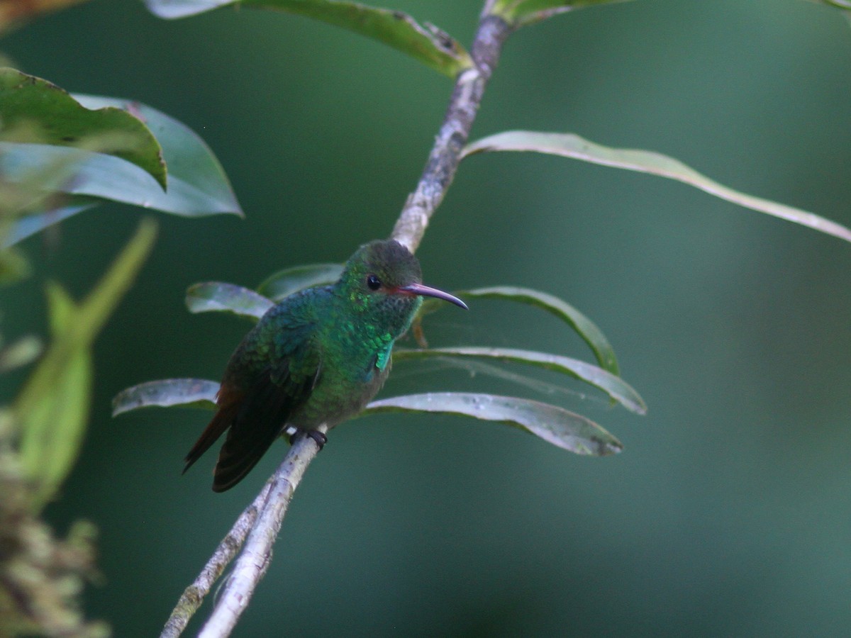 Rufous-tailed Hummingbird - ML43868261