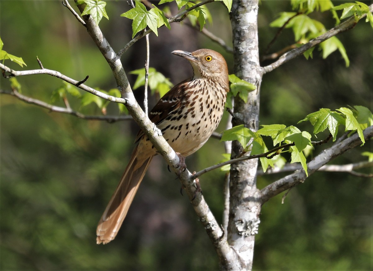 Brown Thrasher - ML438683401