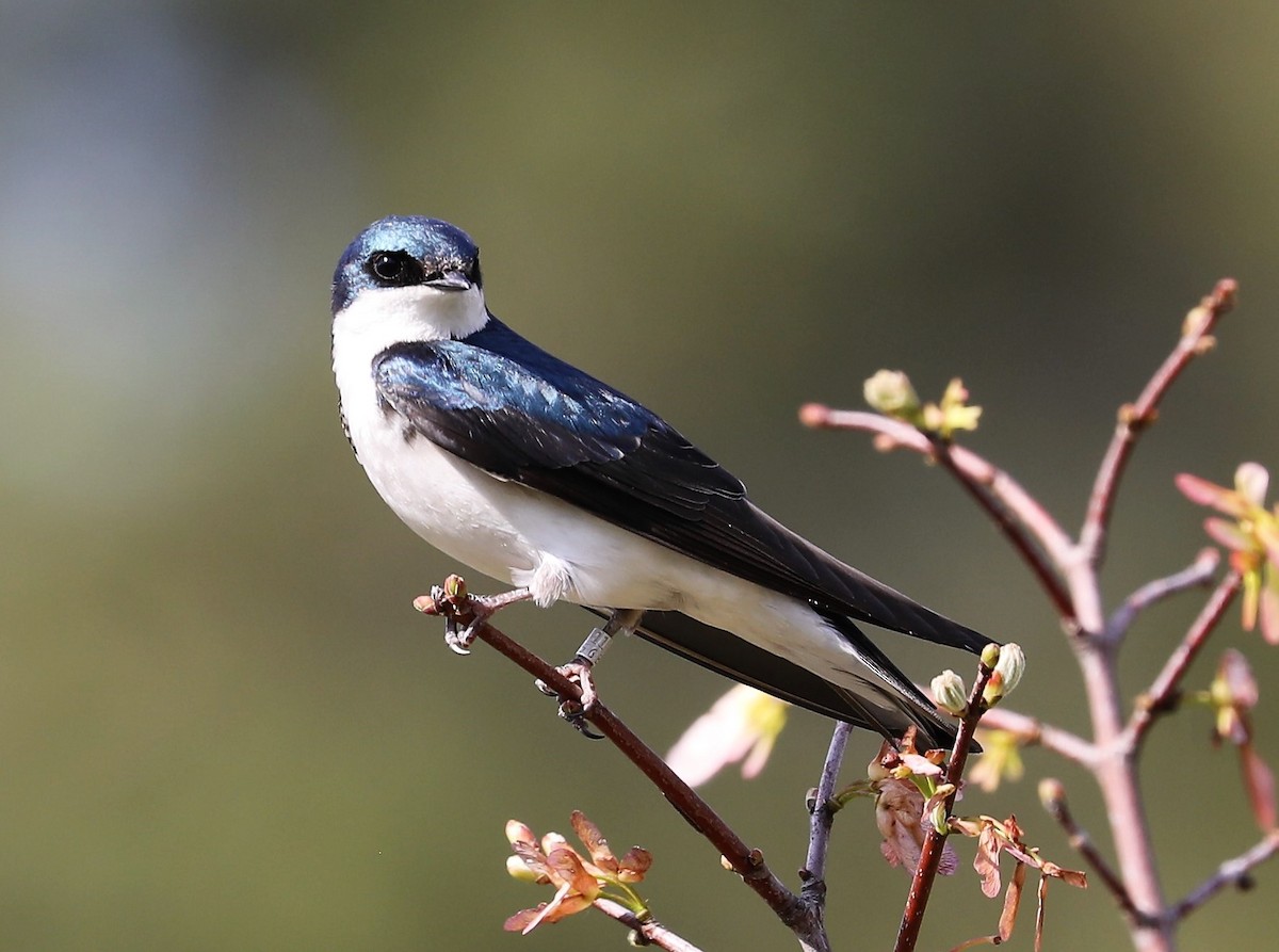 Tree Swallow - ML438683571