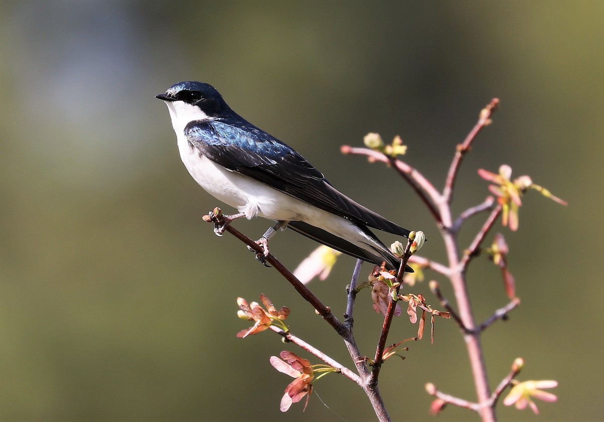 Tree Swallow - ML438683581