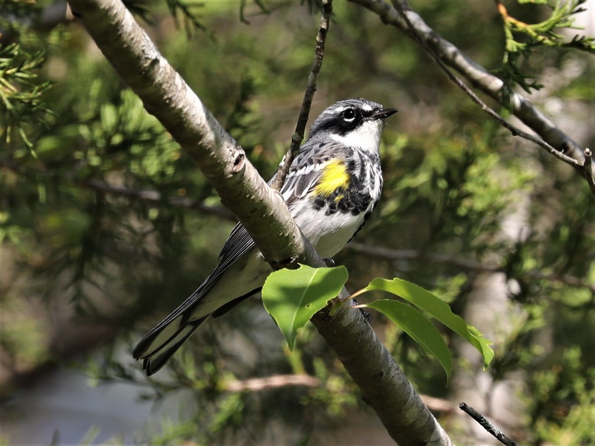 Yellow-rumped Warbler - ML438683781