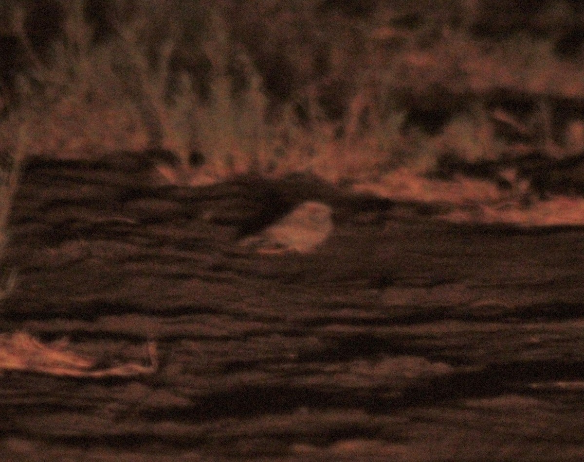 Tschudi's Nightjar - Reynaldo Valdivia Reyes