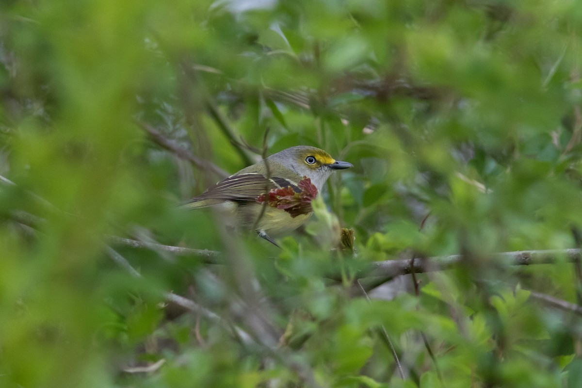 Ak Gözlü Vireo - ML438684821