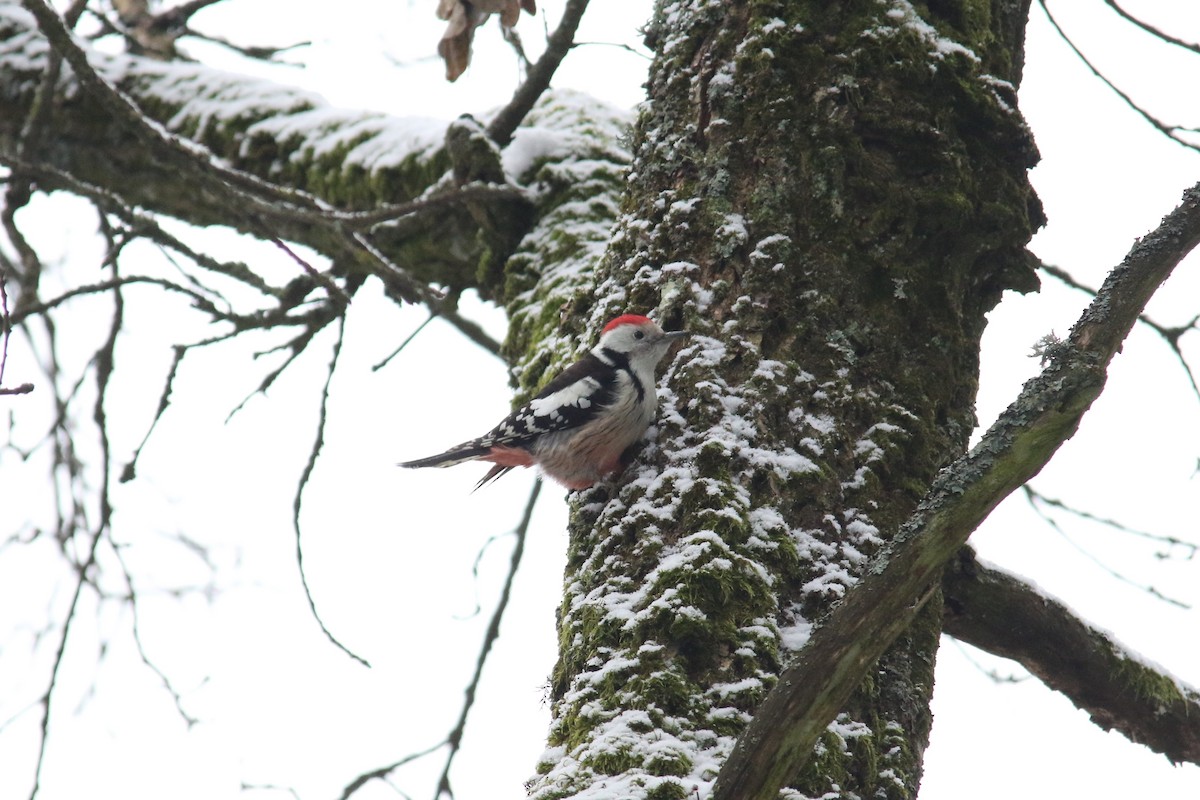 Middle Spotted Woodpecker - ML43868541