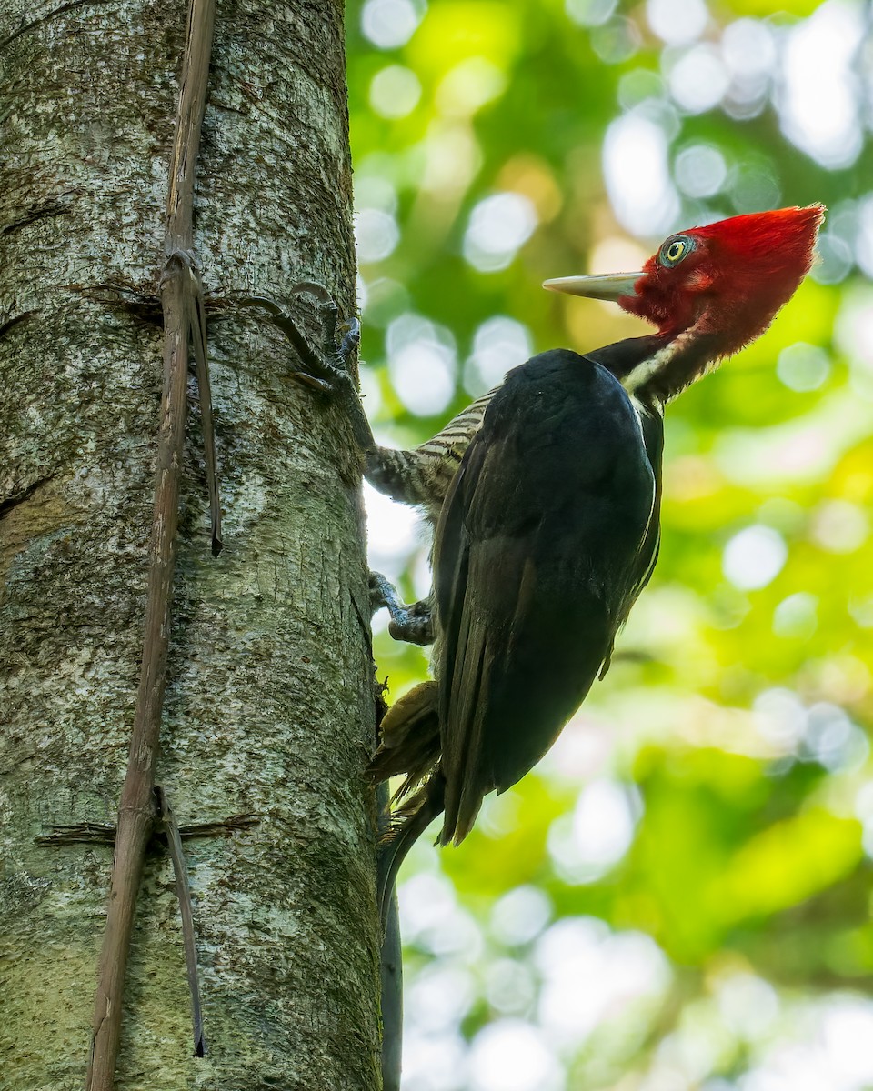 Pale-billed Woodpecker - Tyler Wenzel