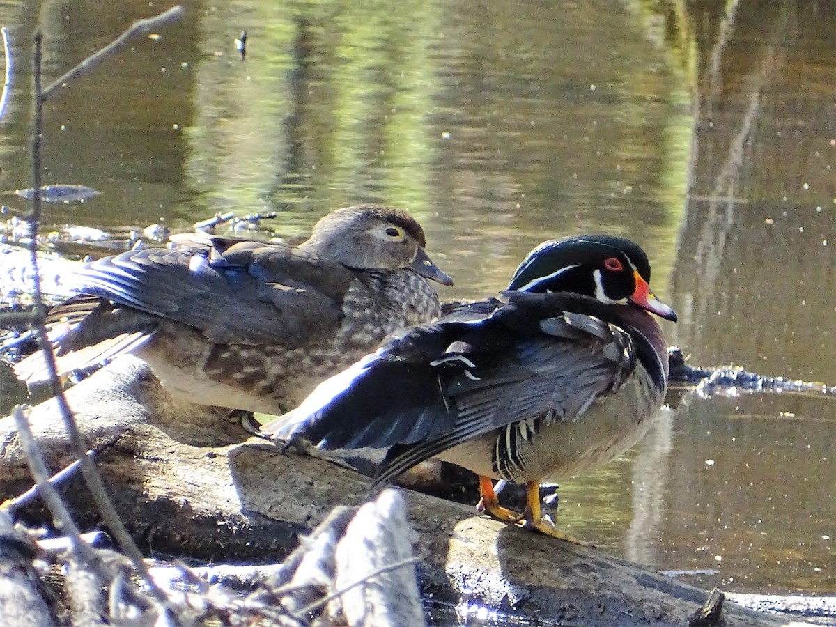 Wood Duck - ML438688361