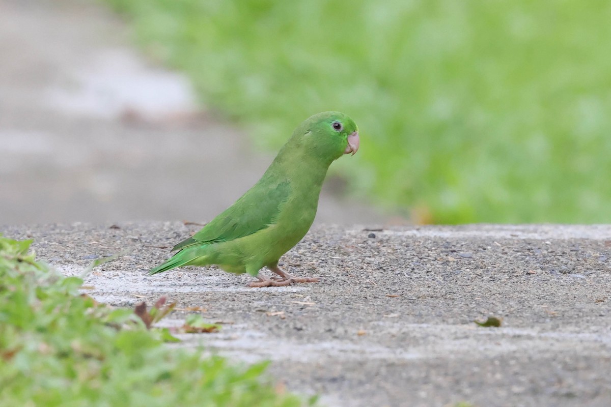 Spectacled Parrotlet - Allison Miller