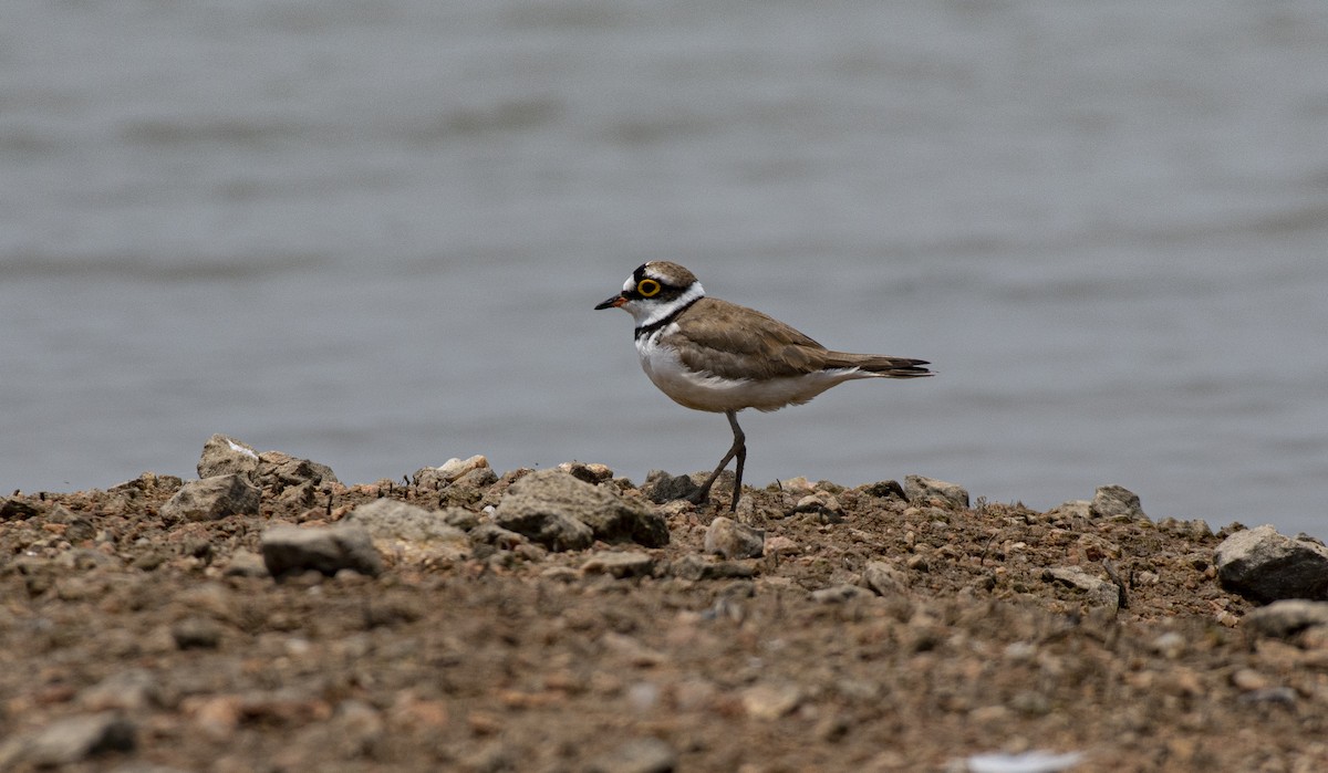 Little Ringed Plover - ML438689301