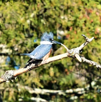 Belted Kingfisher - ML438689441