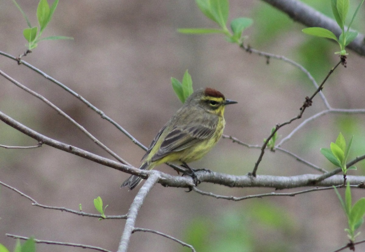 Palm Warbler - ML438689611