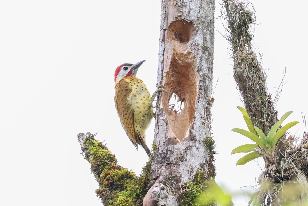 Spot-breasted Woodpecker - Allison Miller