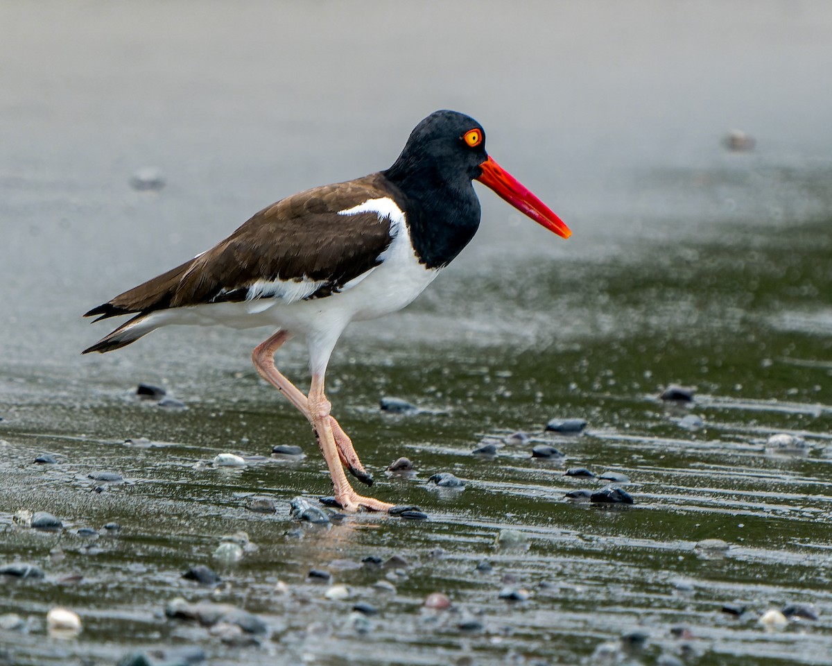 American Oystercatcher - ML438692671