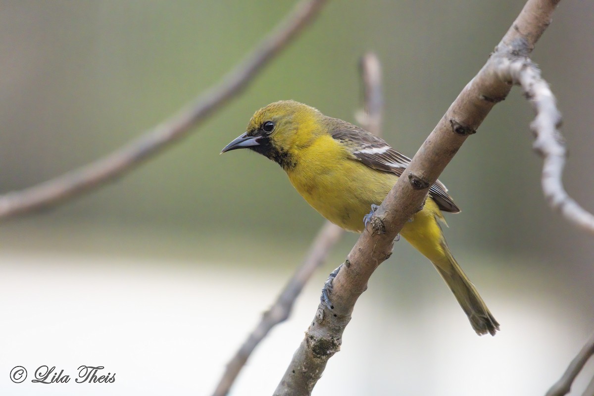 Orchard Oriole - Lila Theis