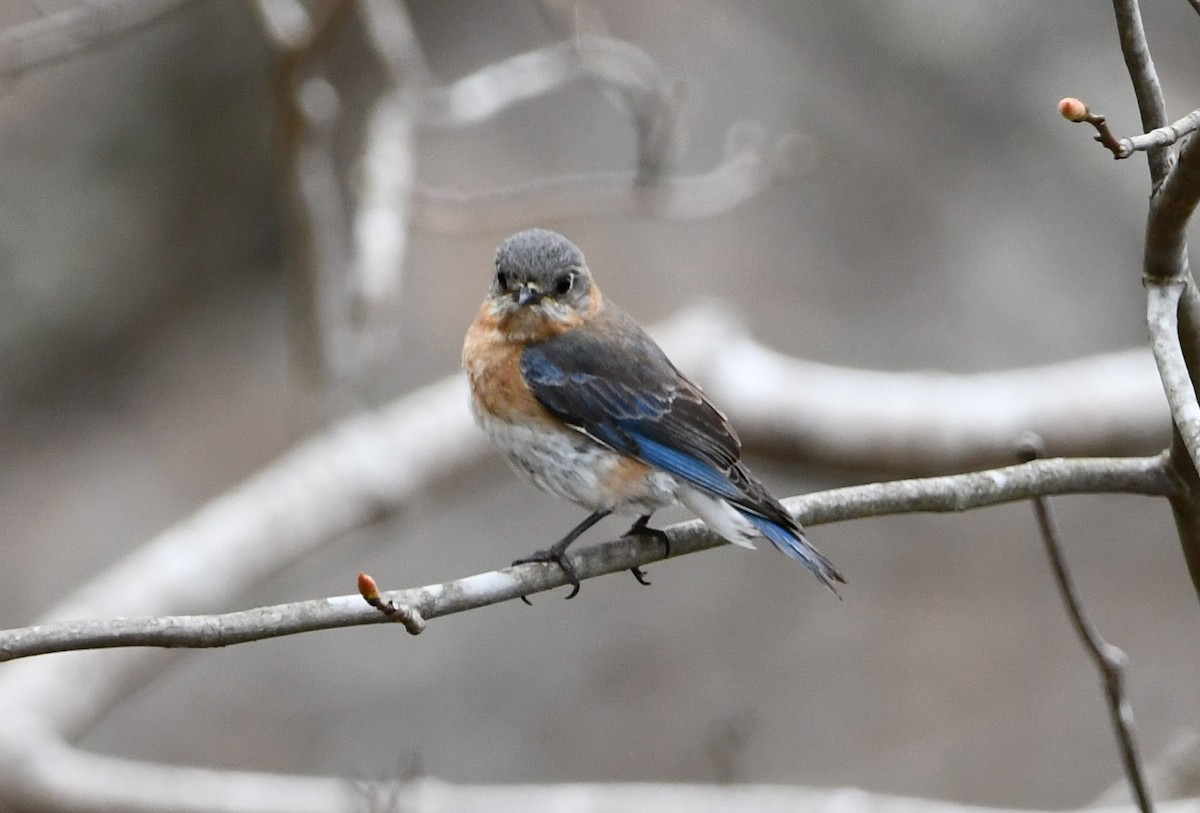 Eastern Bluebird - ML438693941