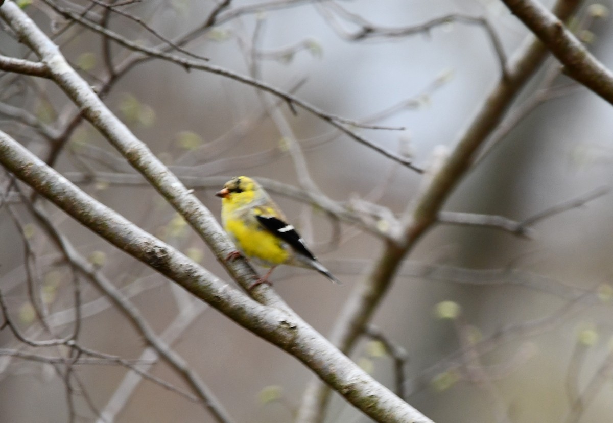 American Goldfinch - ML438693991