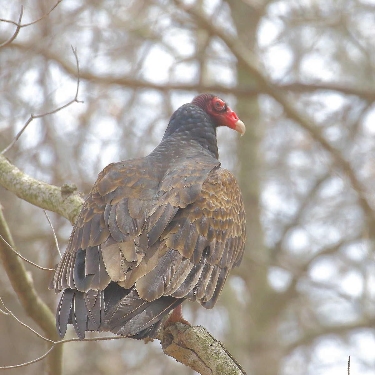 Turkey Vulture - ML438694031