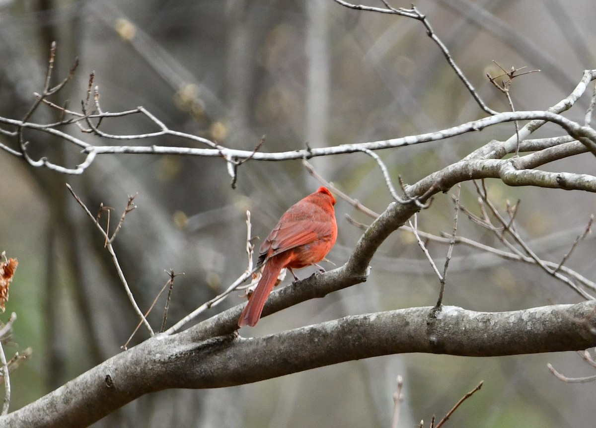 Northern Cardinal - ML438694041