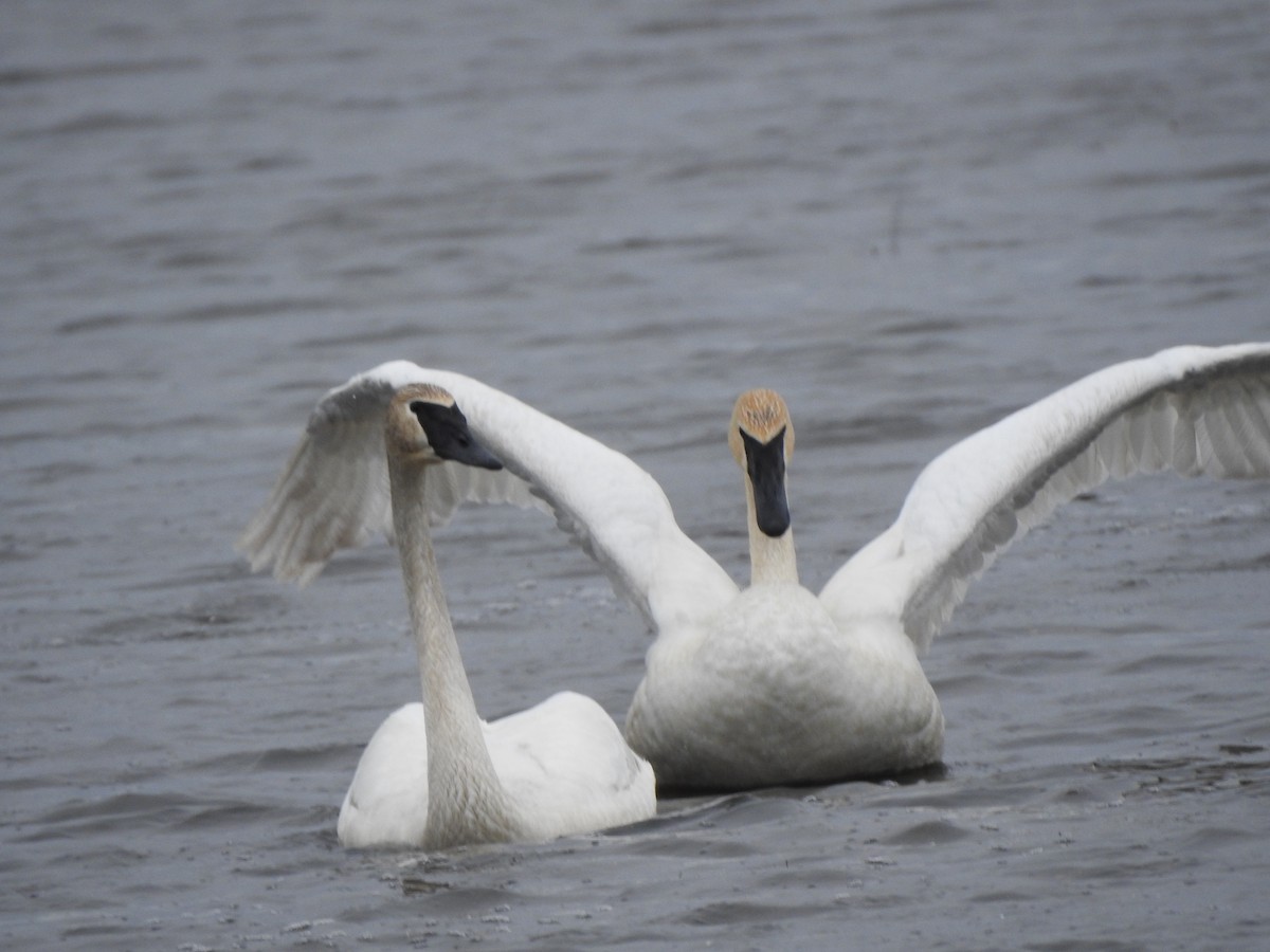 Trumpeter Swan - ML438695401