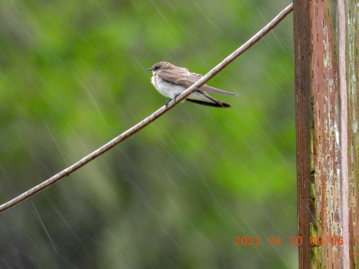 Northern Rough-winged Swallow - ML438695531