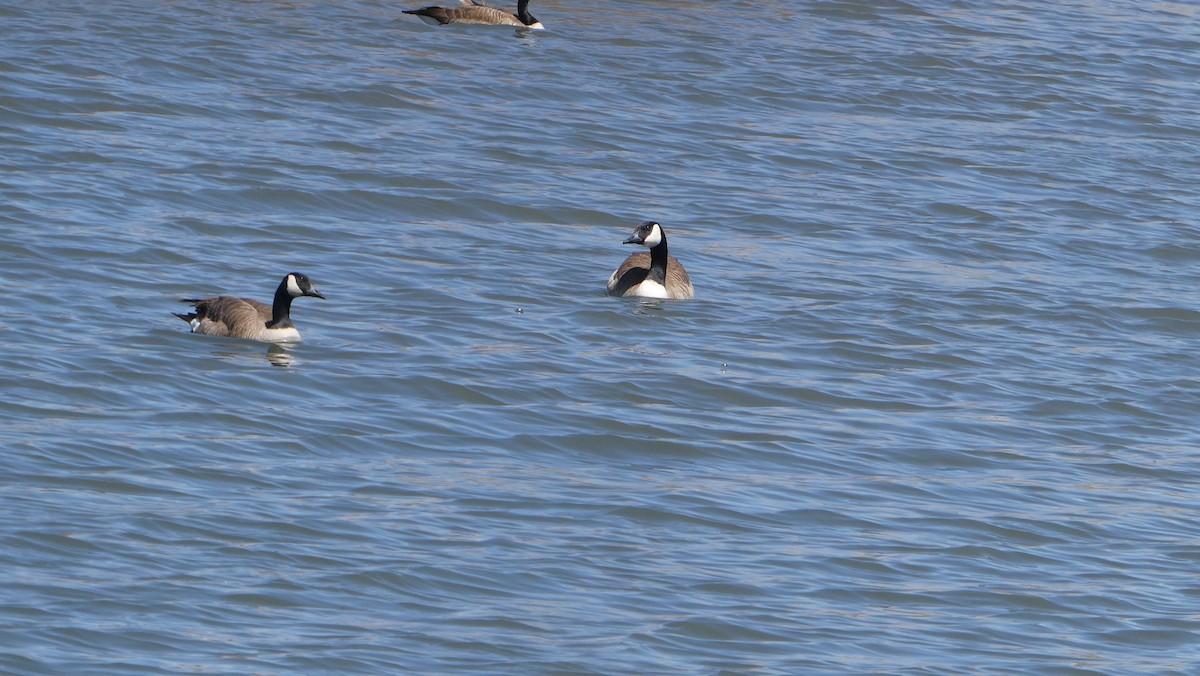 Cackling/Canada Goose - ML438695911