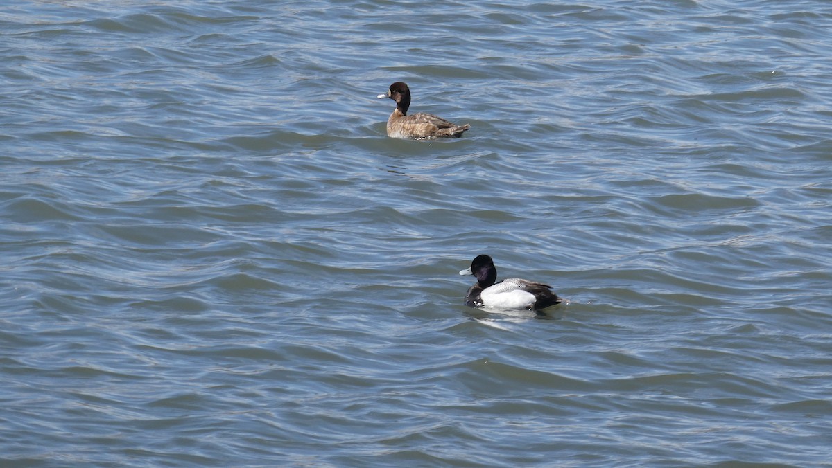 Lesser Scaup - Alaena H.