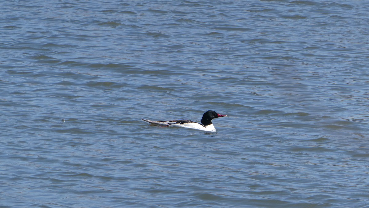 Common Merganser - ML438697041