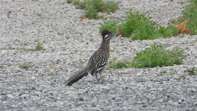 Greater Roadrunner - ML438697731