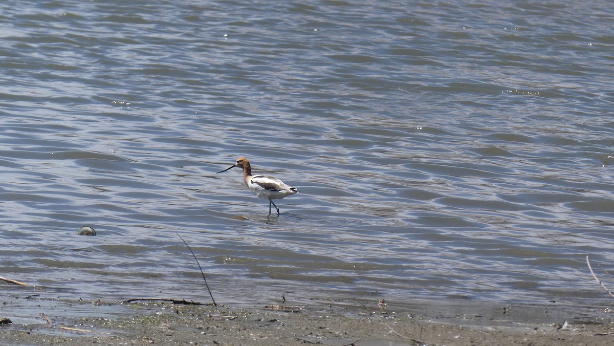 American Avocet - ML438697821