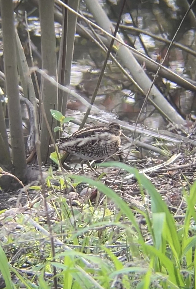 Wilson's Snipe - ML438698251