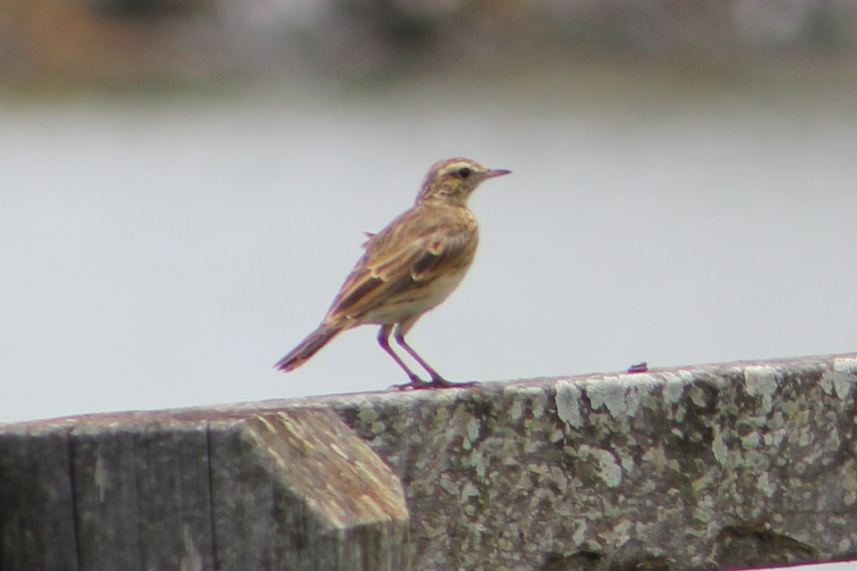 Australian Pipit - Glenn Wilson