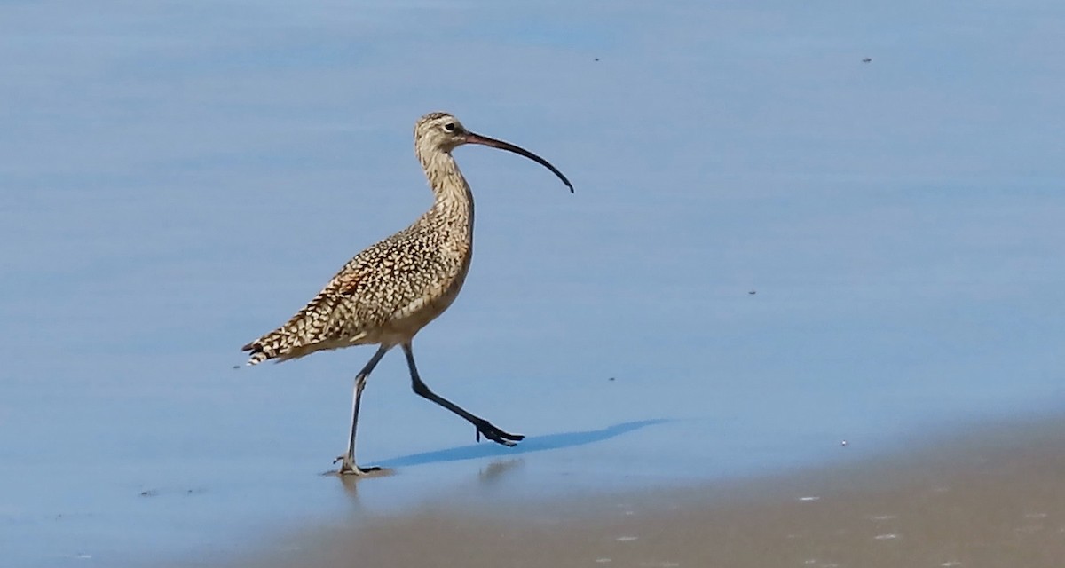 Long-billed Curlew - Petra Clayton