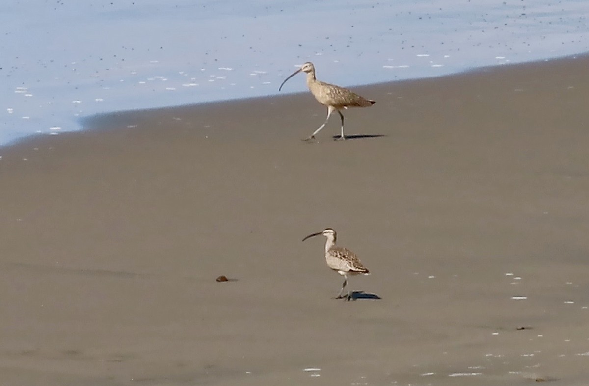 Long-billed Curlew - Petra Clayton