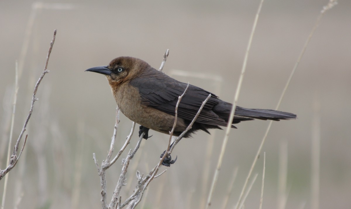 Boat-tailed Grackle - ML438700411