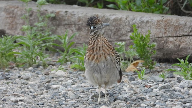 Greater Roadrunner - ML438701381