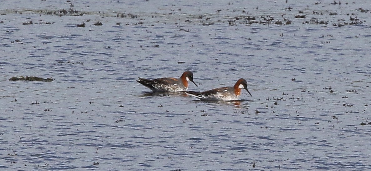 Red-necked Phalarope - ML438703661