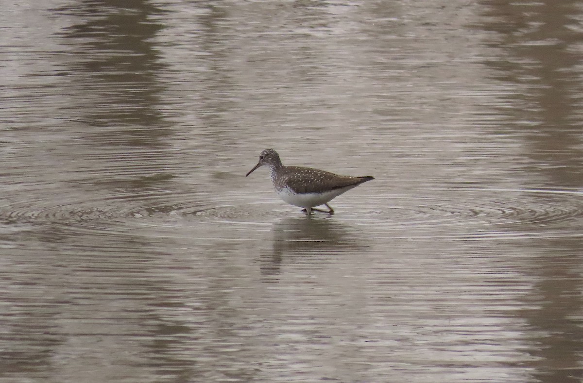 Solitary Sandpiper - ML438703921