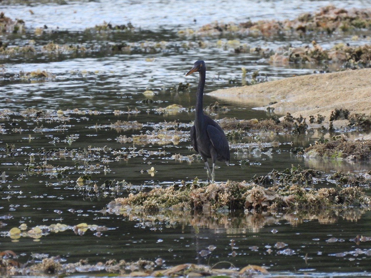 Pacific Reef-Heron - Jill Liske-Clark